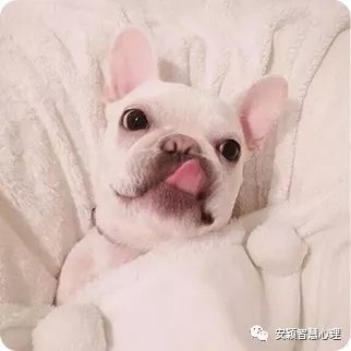 1535183768976733.jpg gougou.webp.jpg